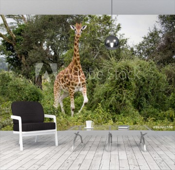 Picture of Giraffe among the trees in Lake Nakuru National Park
